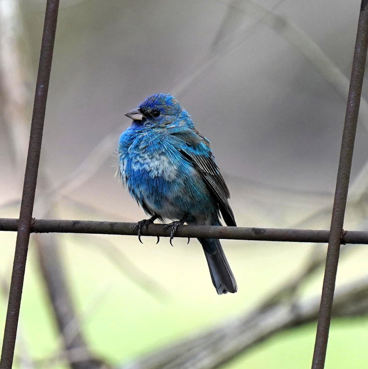 Indigo Bunting - ML324959001