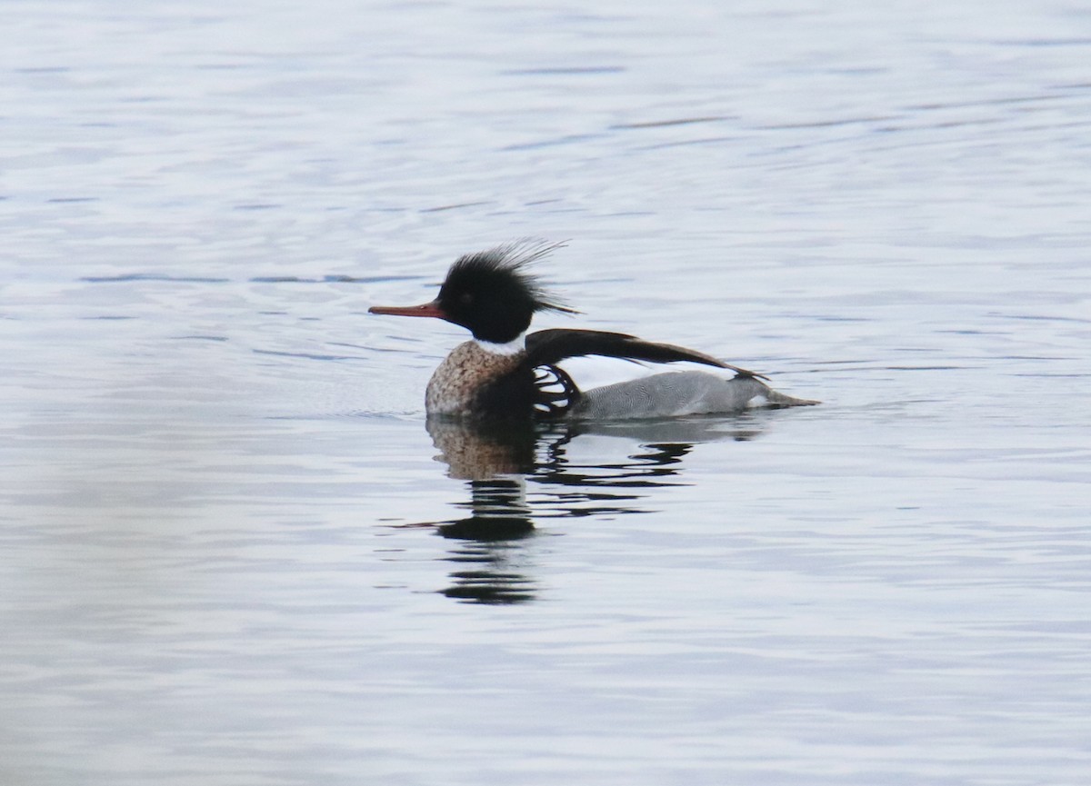 Red-breasted Merganser - ML324959531