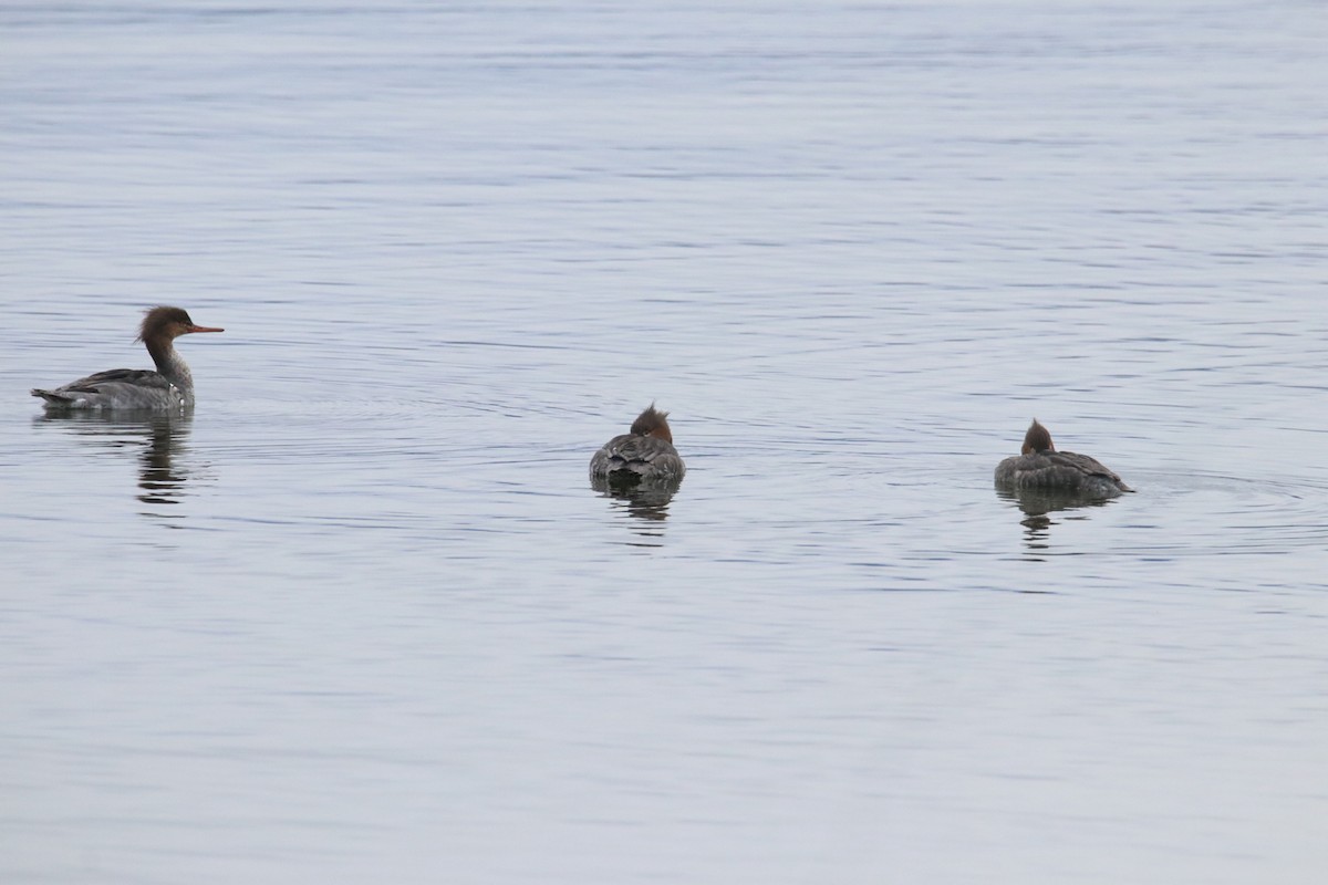 Red-breasted Merganser - ML324959621