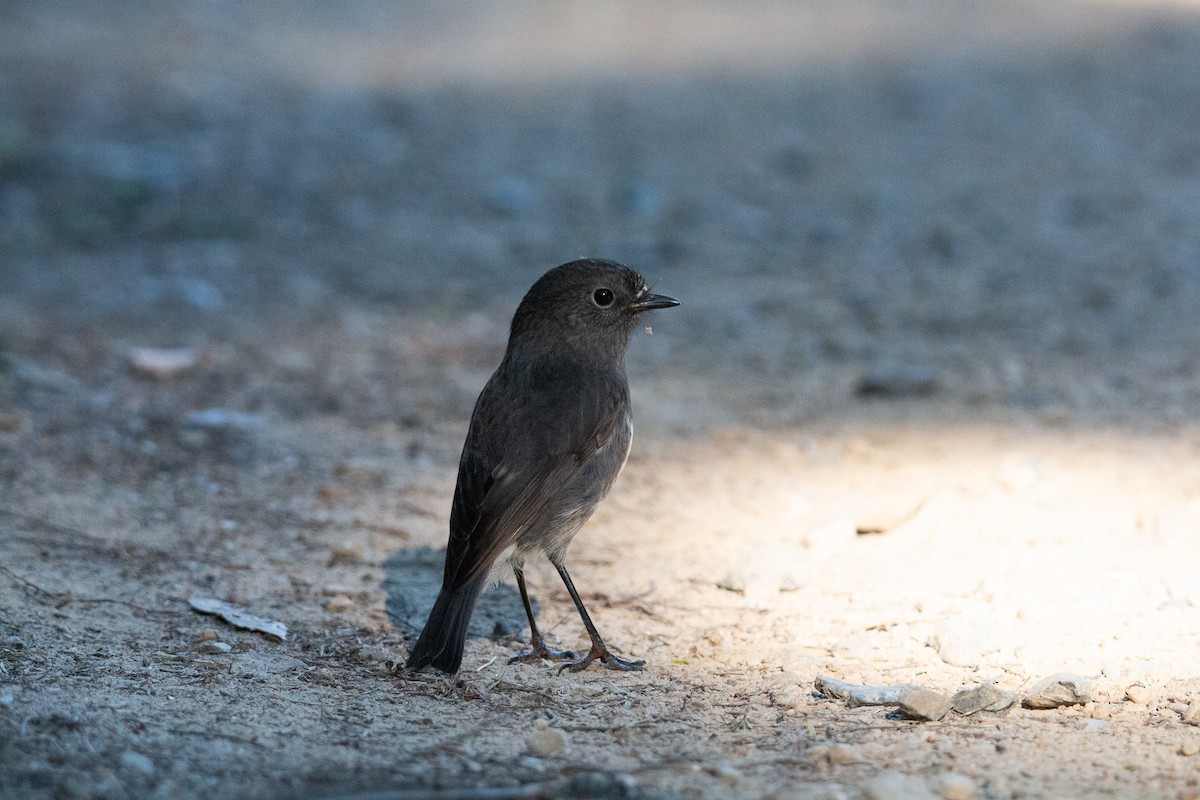 South Island Robin - ML324960591