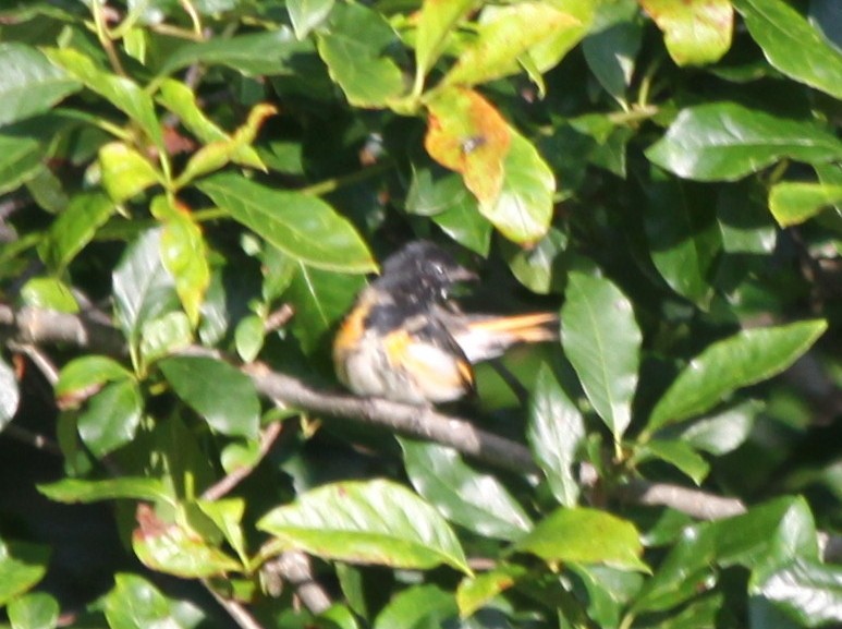 American Redstart - ML32496091