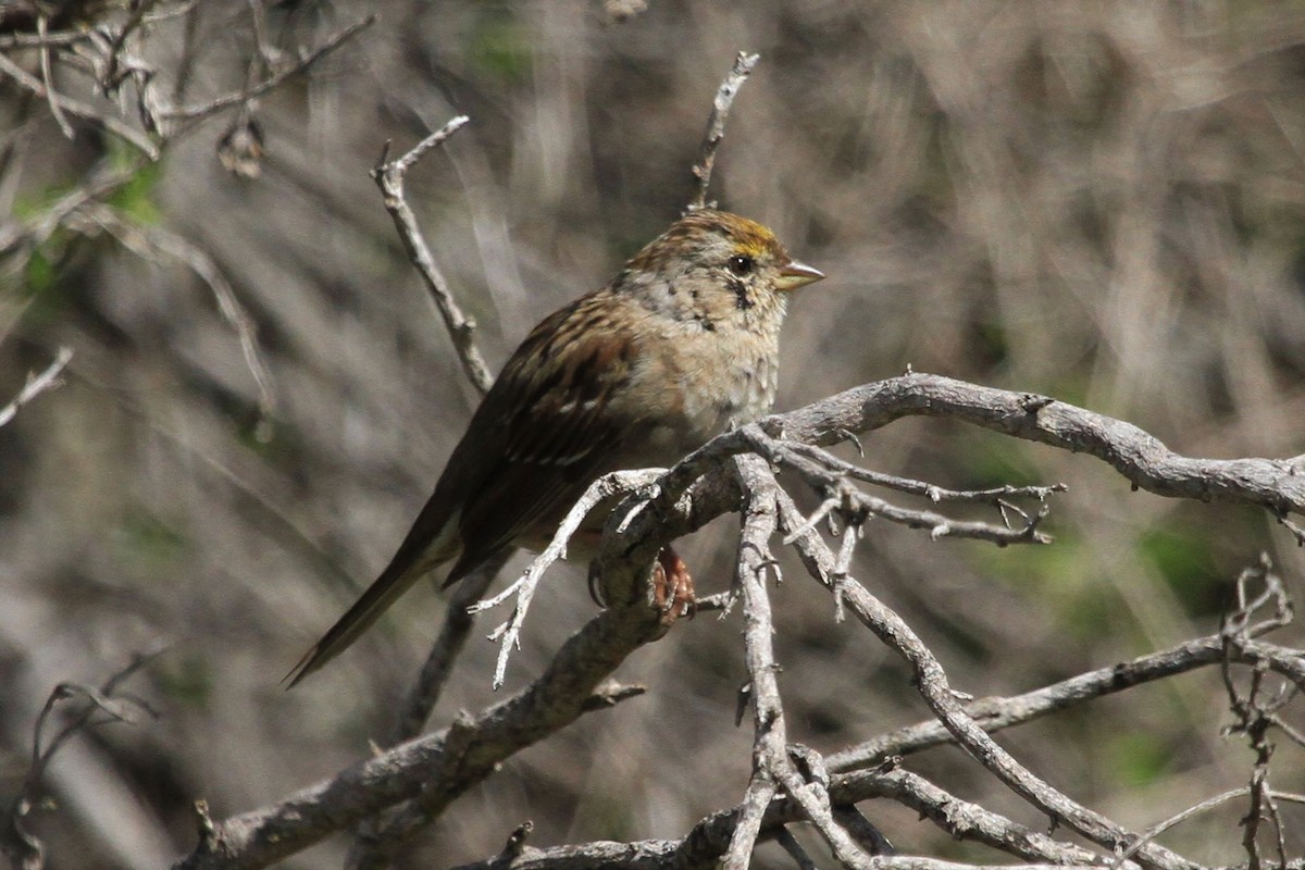 Golden-crowned Sparrow - Kent Forward