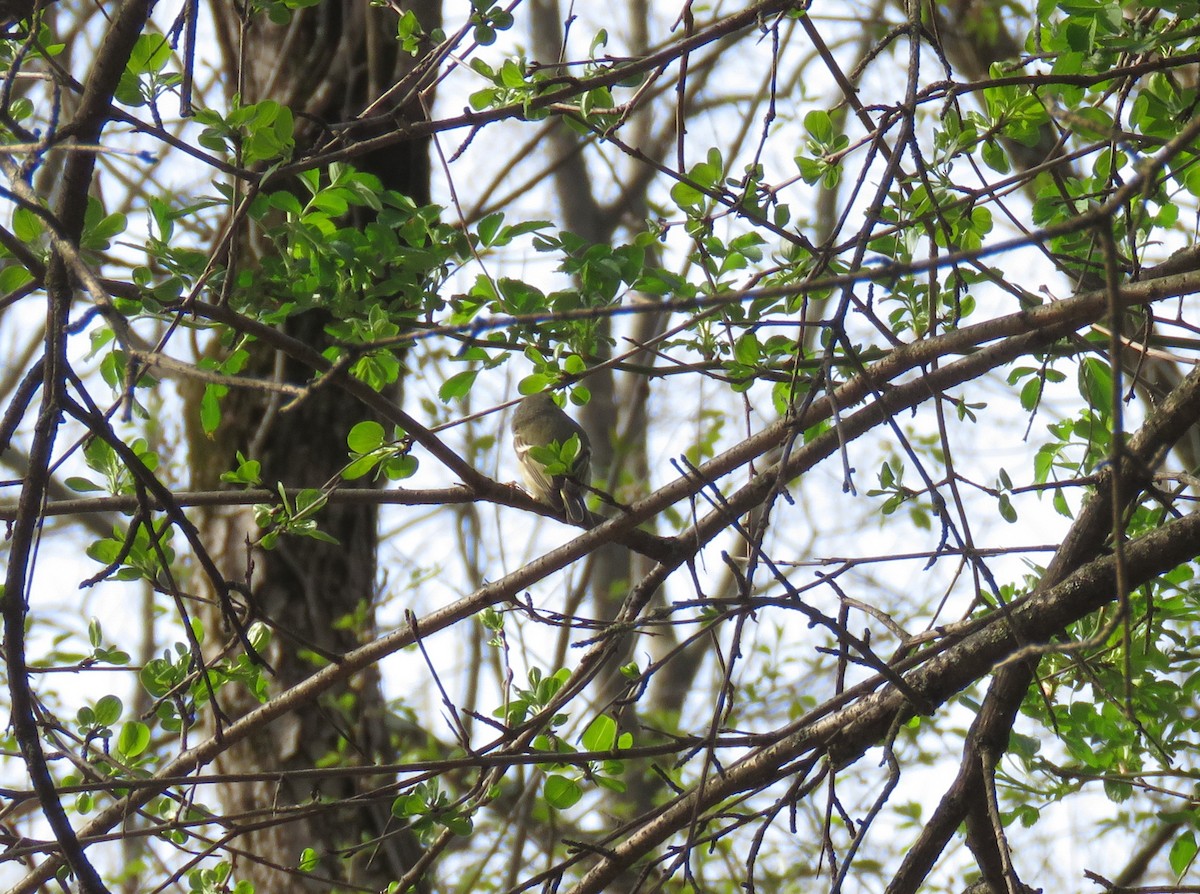 Ruby-crowned Kinglet - Bennie Saylor