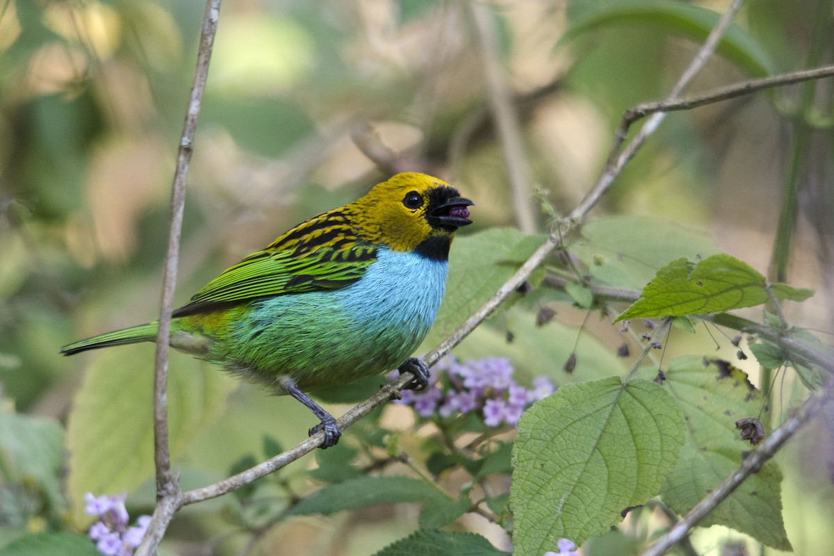 Gilt-edged Tanager - ML32496321