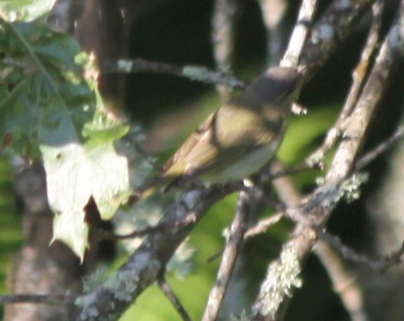 Red-eyed Vireo - ML32496331