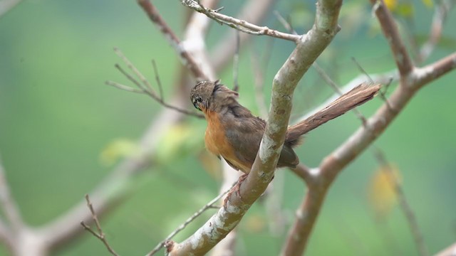 Lesser Ground-Cuckoo - ML324964211