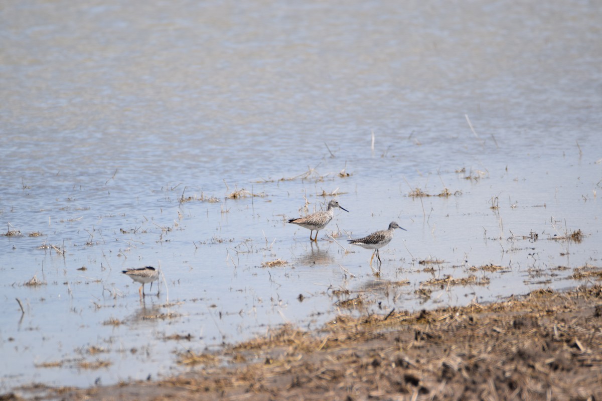 Greater Yellowlegs - Zach Skubiszewski