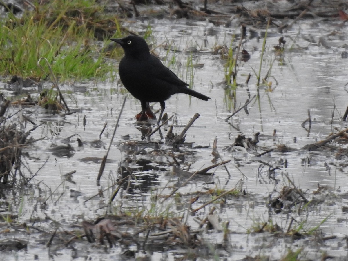 Rusty Blackbird - J Brousseau