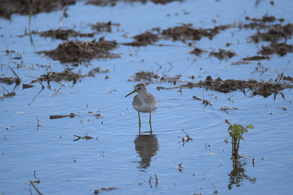 Solitary Sandpiper - Zach Skubiszewski