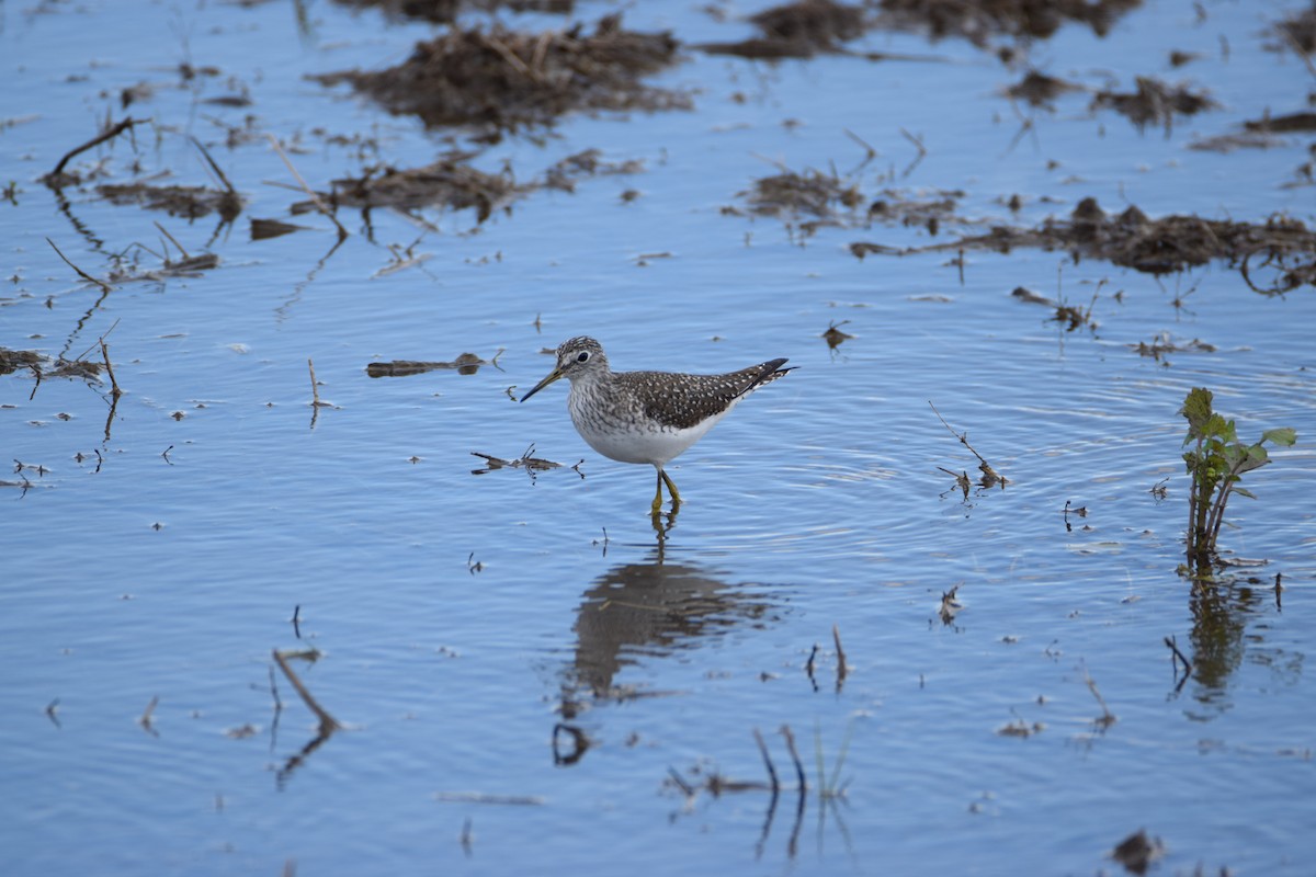 Solitary Sandpiper - ML324965371