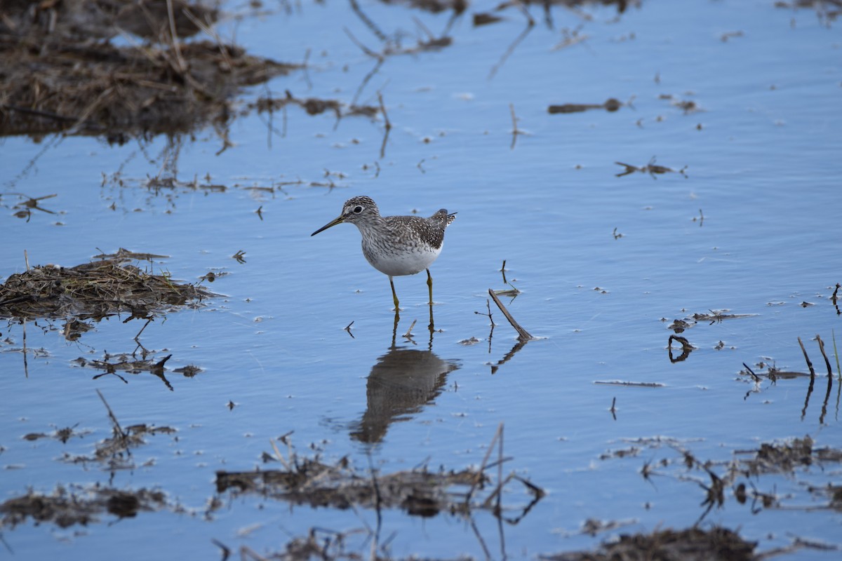 Solitary Sandpiper - ML324965531