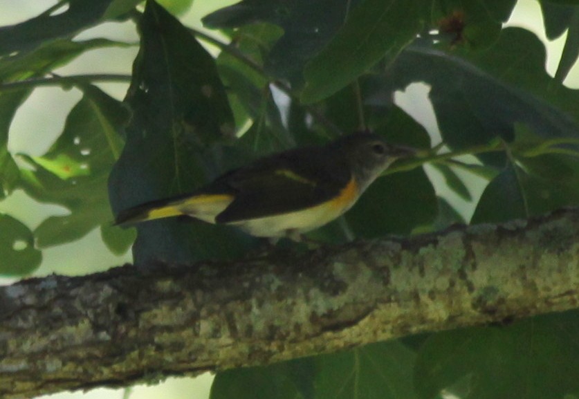 American Redstart - ML32496601