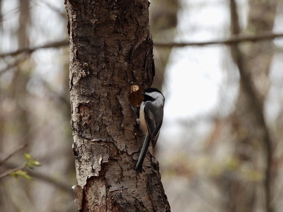 Black-capped Chickadee - ML324966041