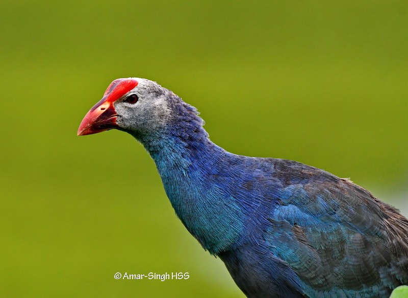 Gray-headed Swamphen - ML324967941