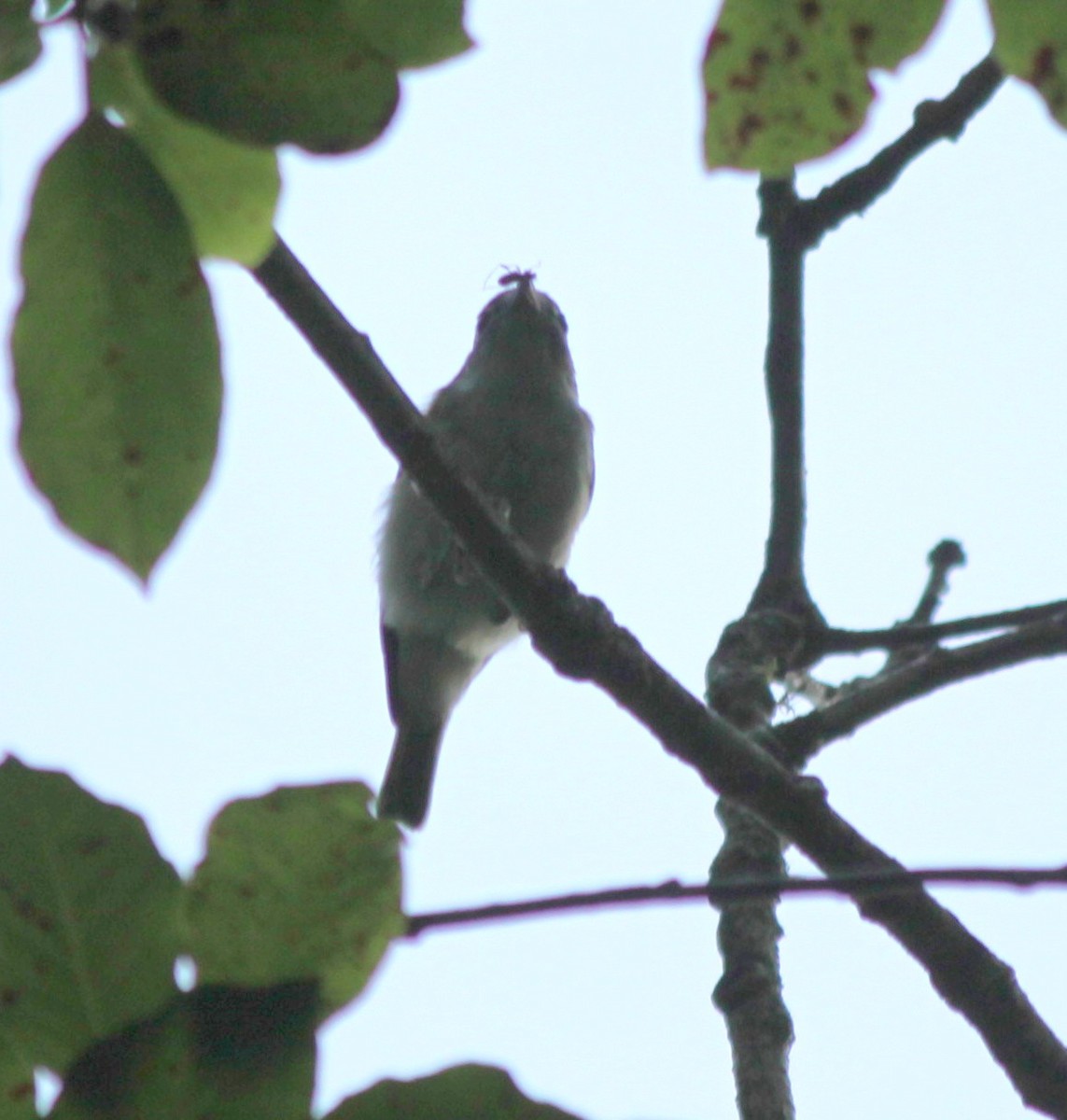 Red-eyed Vireo - Kathy Richardson