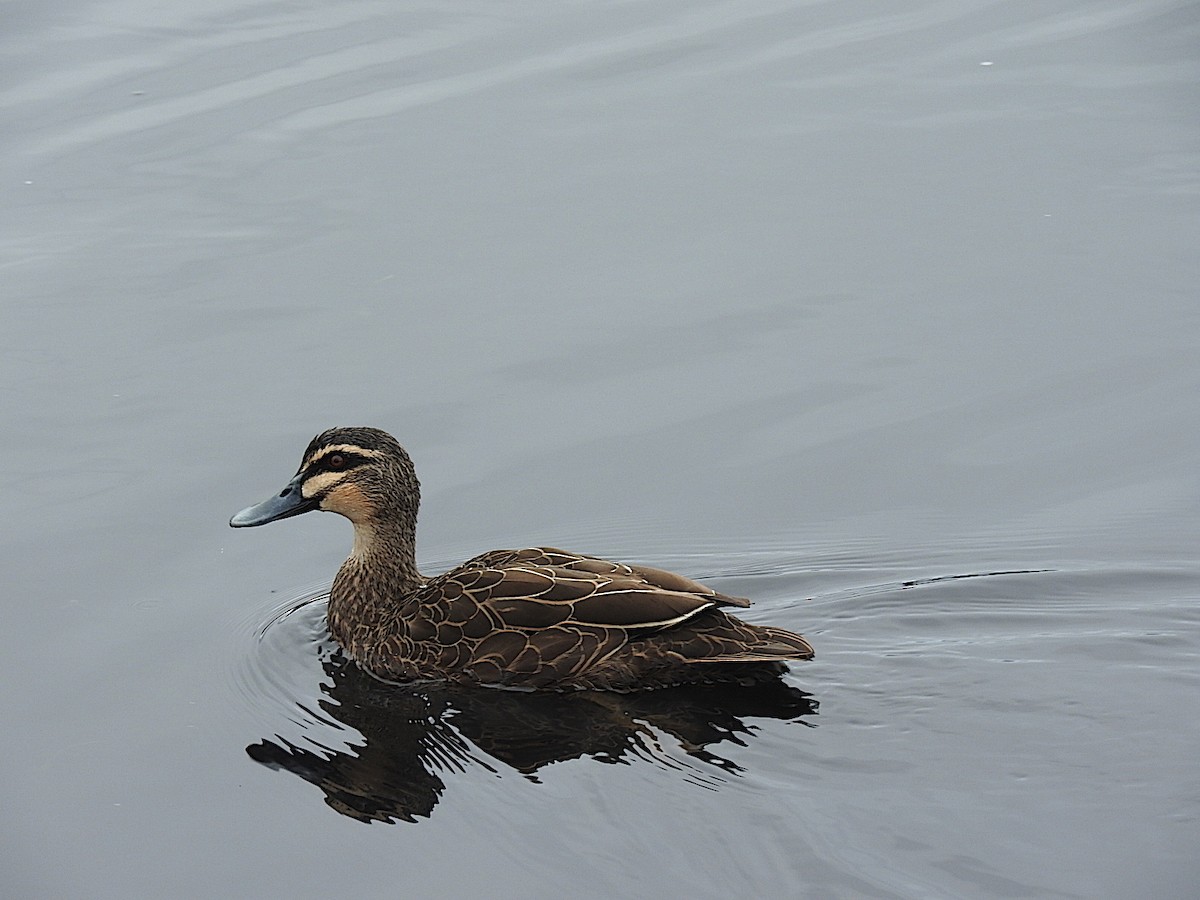 Pacific Black Duck - ML324971211