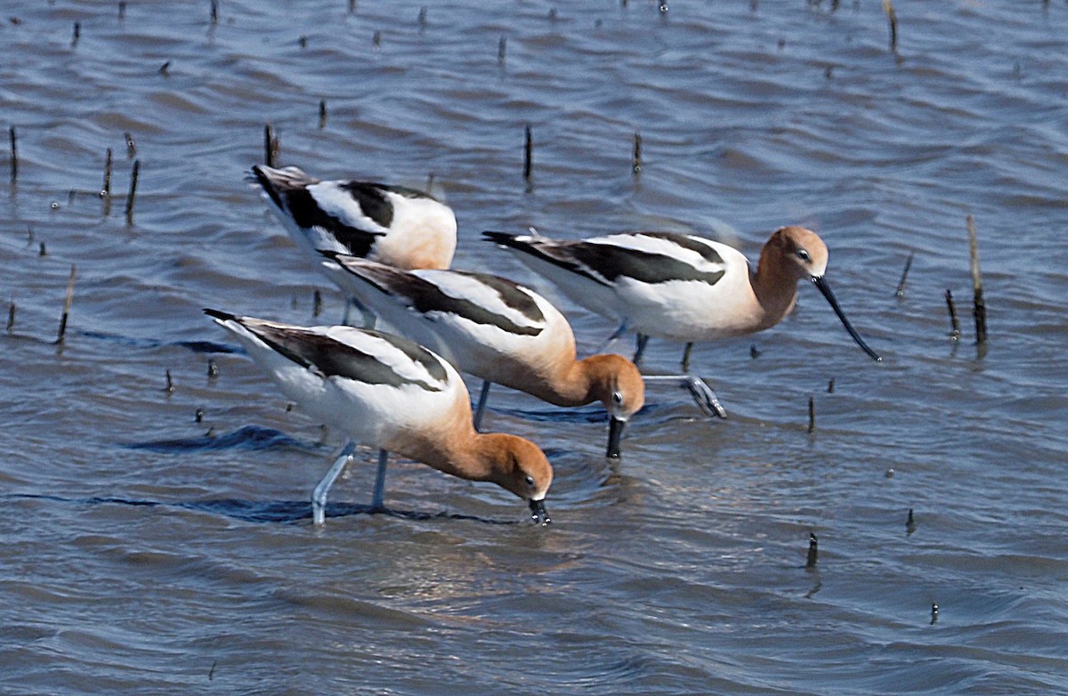 American Avocet - John Zempel