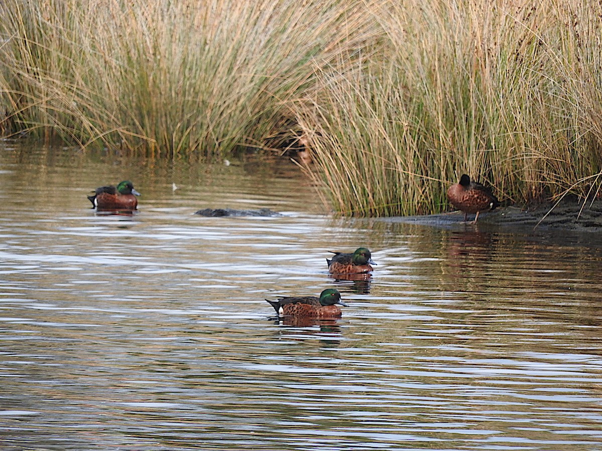 Chestnut Teal - ML324972901