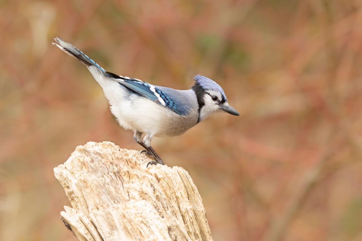Blue Jay - ML324973991