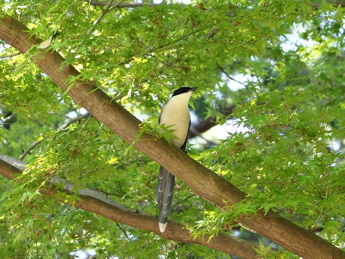 Azure-winged Magpie - Koji ICHIYAMA