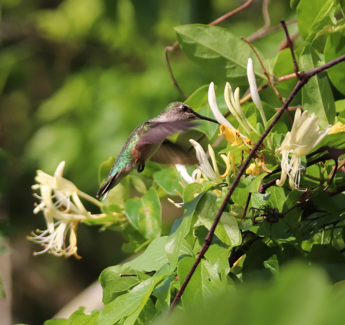Ruby-throated Hummingbird - Jon Wise