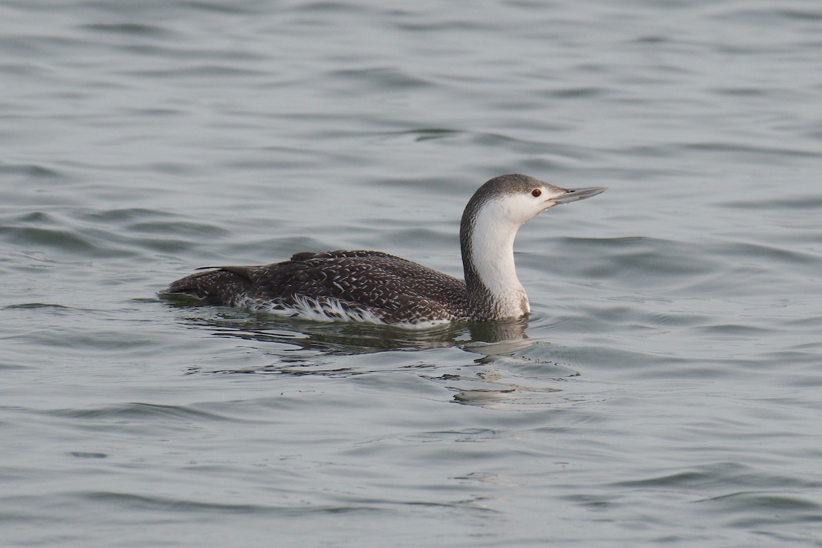 Red-throated Loon - ML324975081