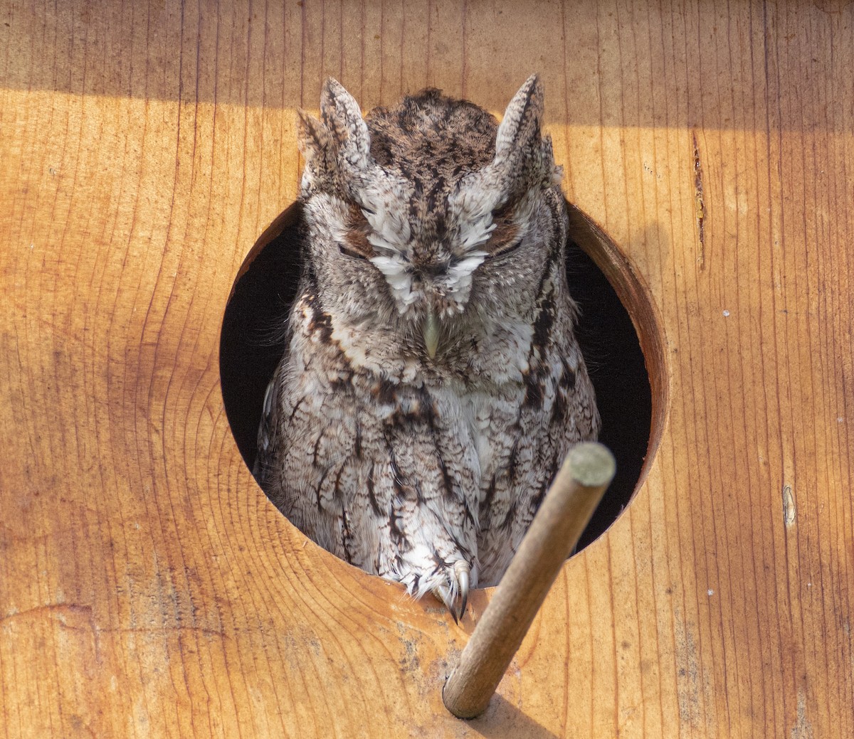 Eastern Screech-Owl - Jason Fehon
