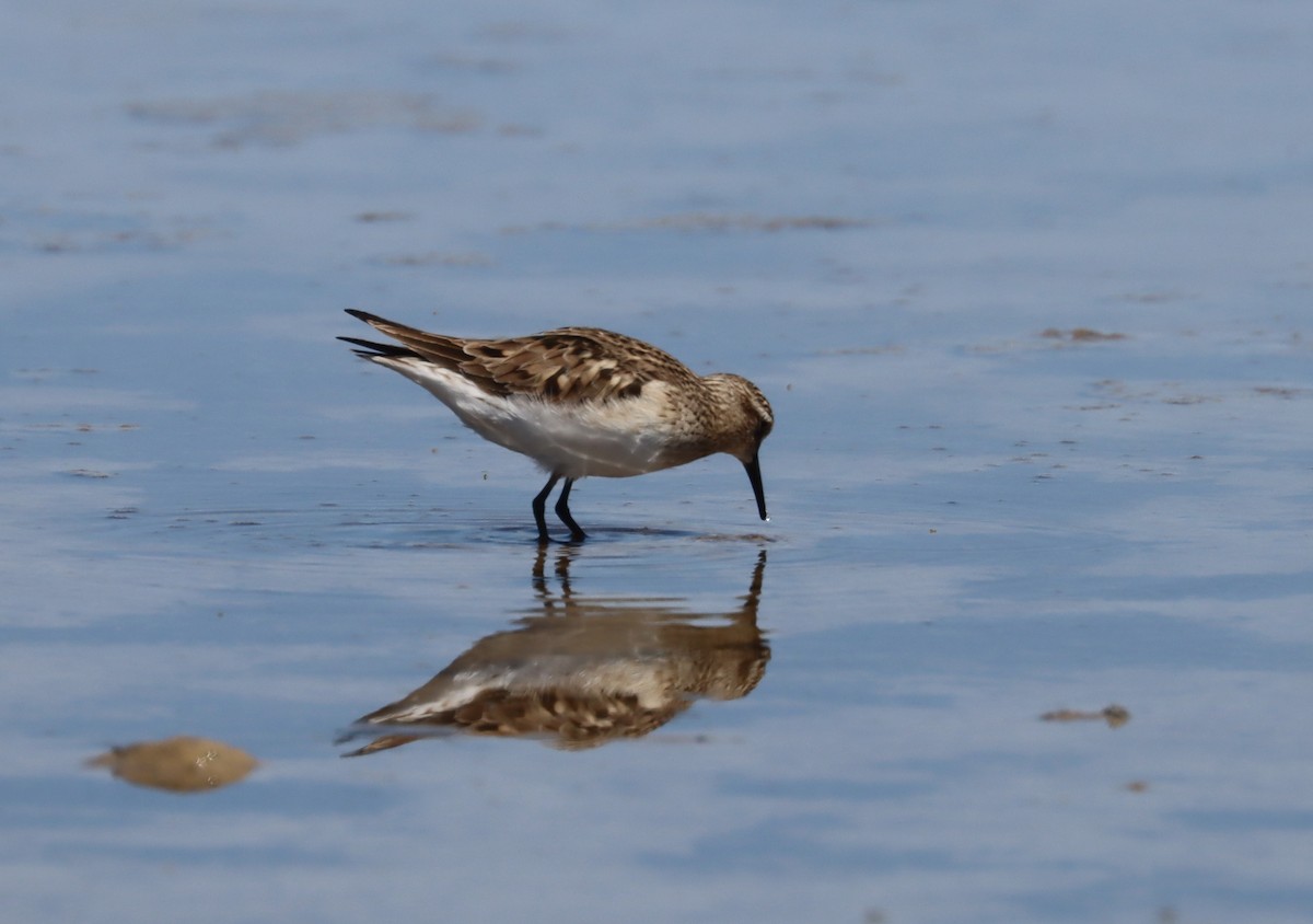 Baird's Sandpiper - ML324976111