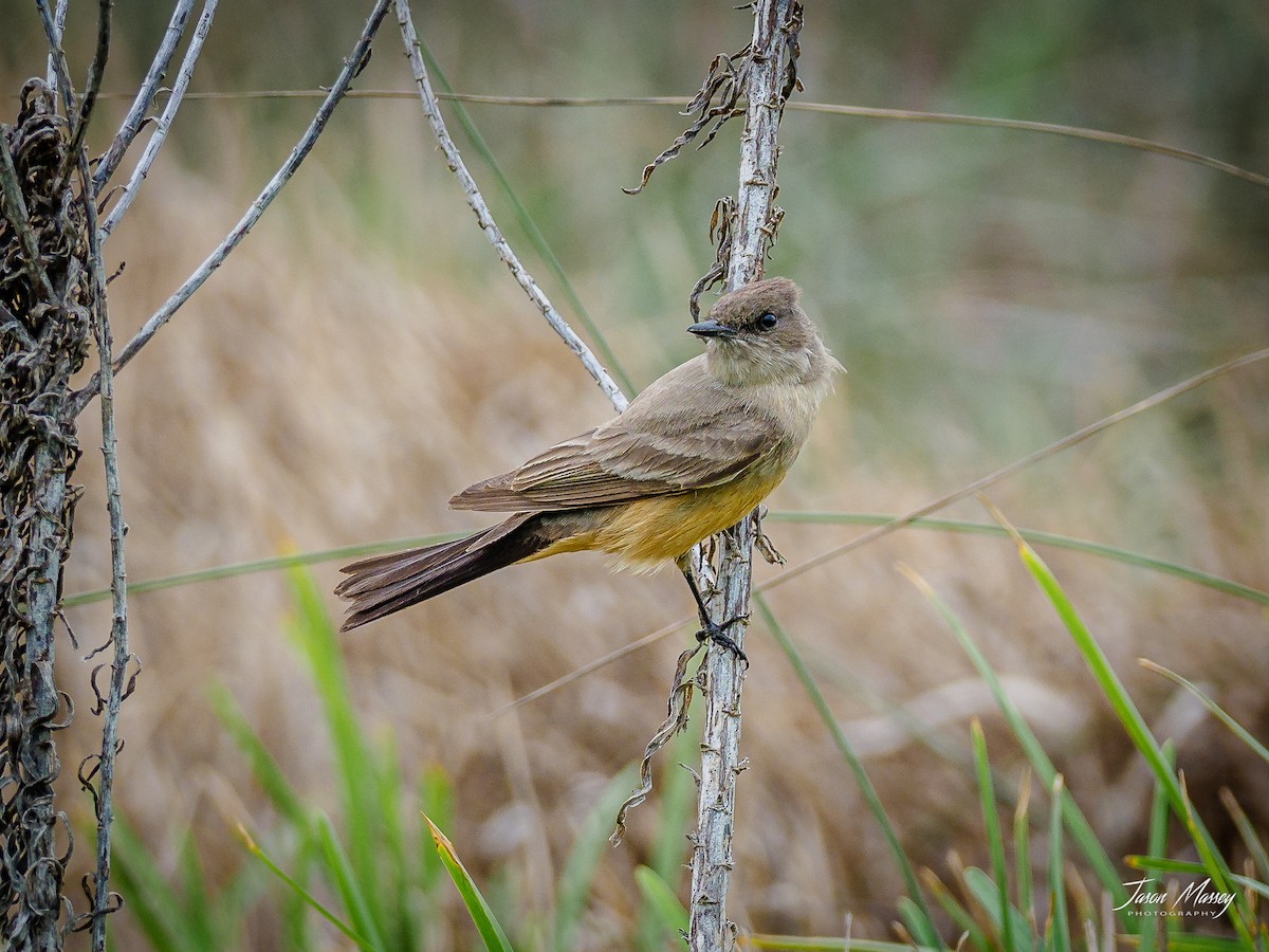 Say's Phoebe - ML324977311