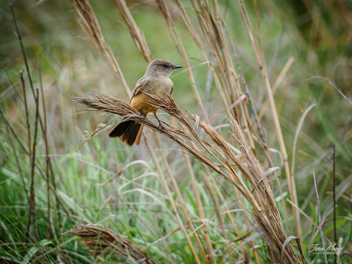 Say's Phoebe - ML324977321
