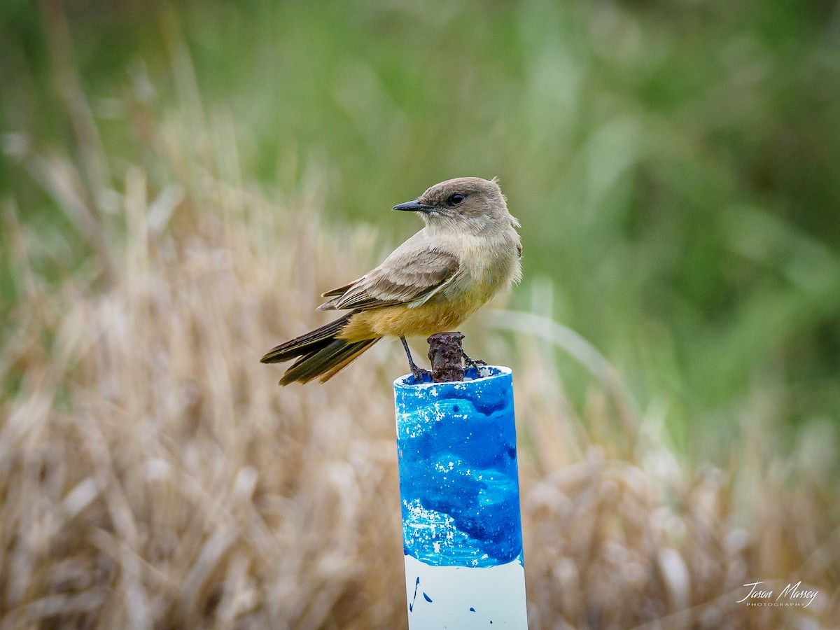 Say's Phoebe - ML324977791