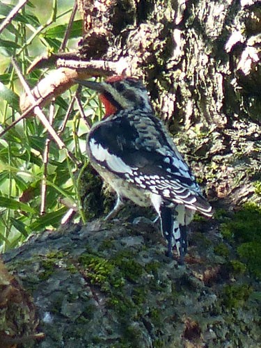 Yellow-bellied Sapsucker - ML32497801