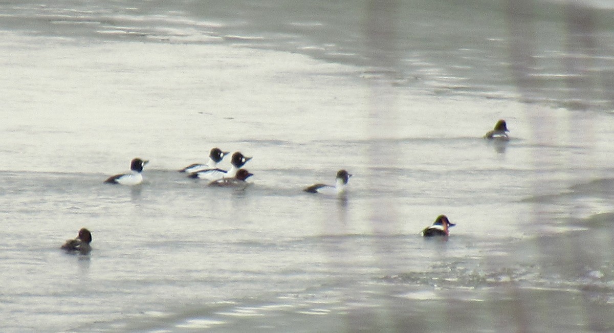 Common Goldeneye - Anonymous