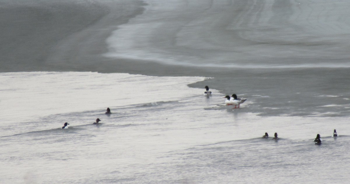 Common Goldeneye - Anonymous