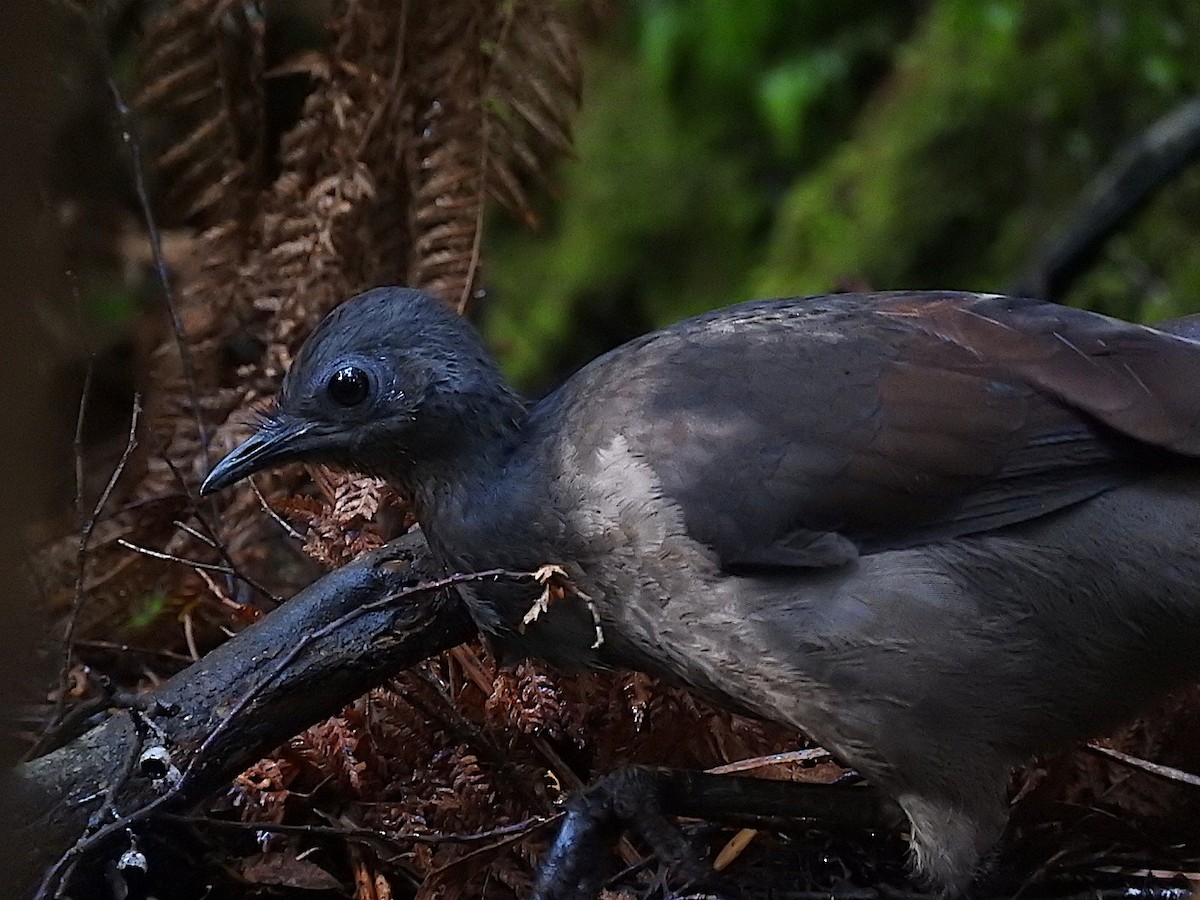 Superb Lyrebird - ML324980811