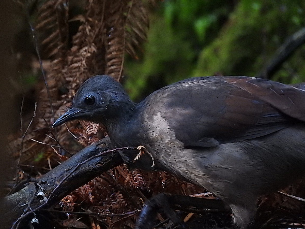 Superb Lyrebird - ML324980911