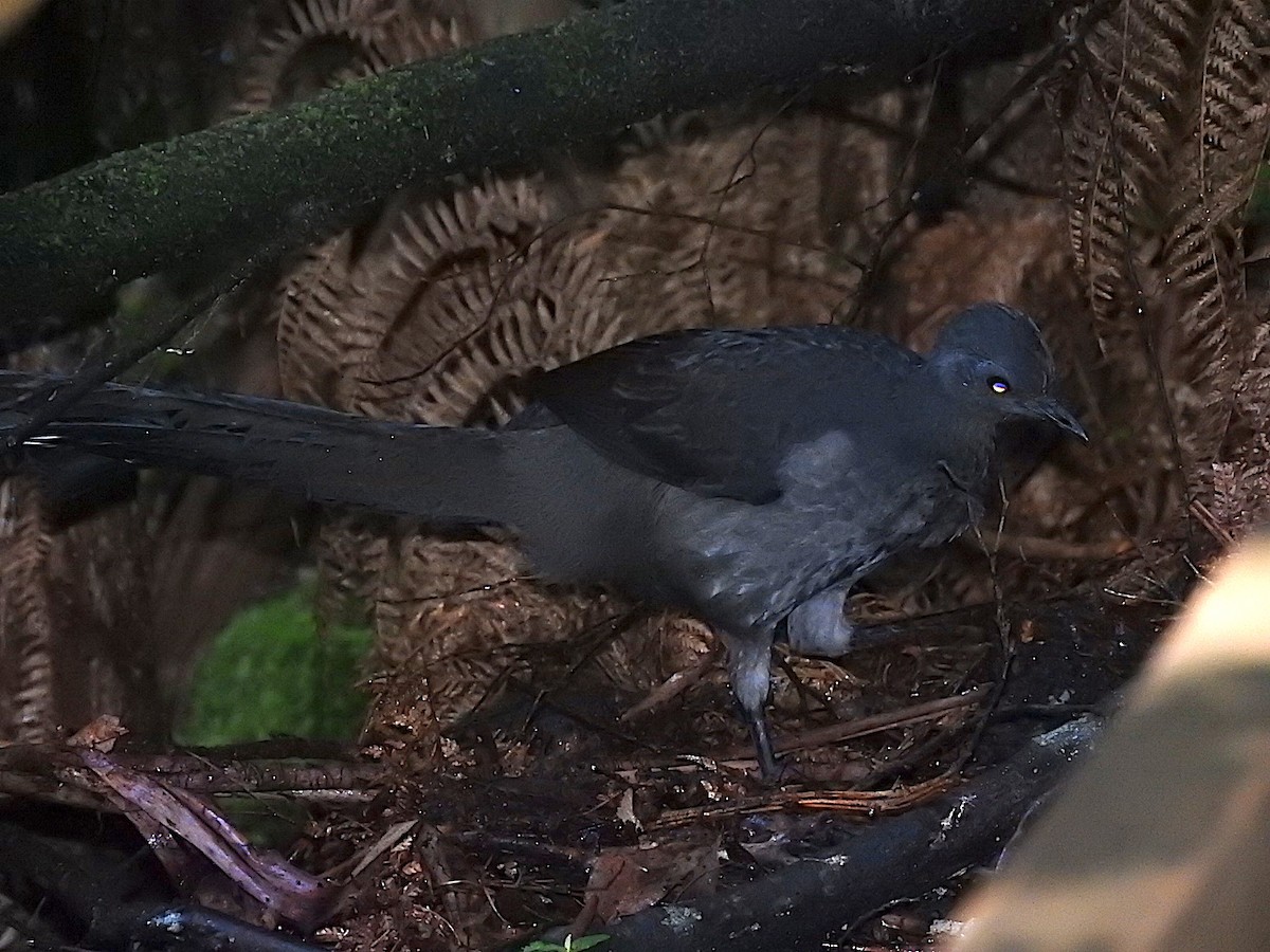 Superb Lyrebird - ML324980981