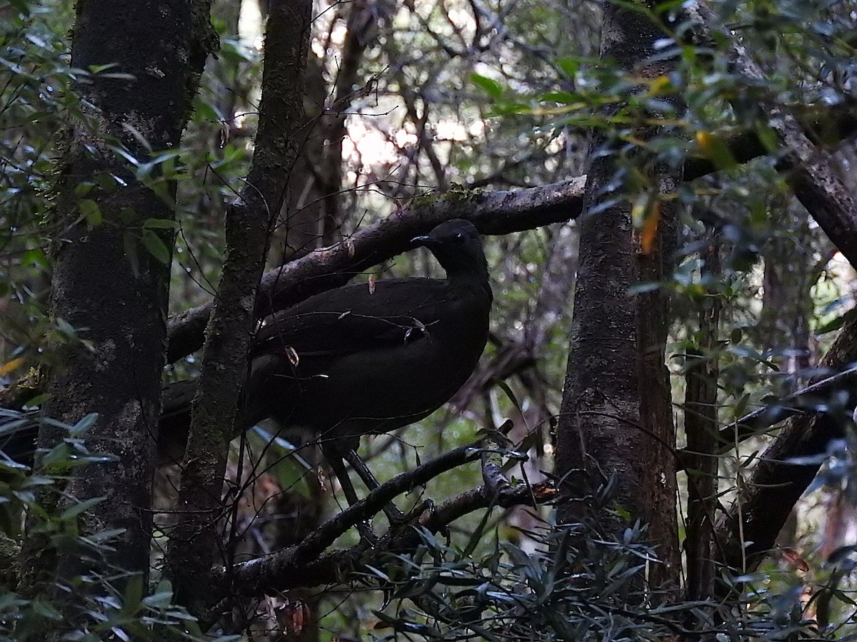 Superb Lyrebird - ML324981301