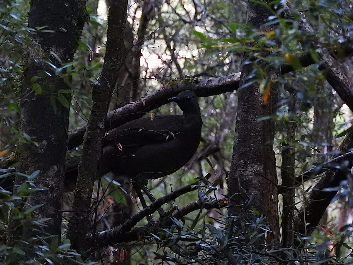 Superb Lyrebird - ML324981331