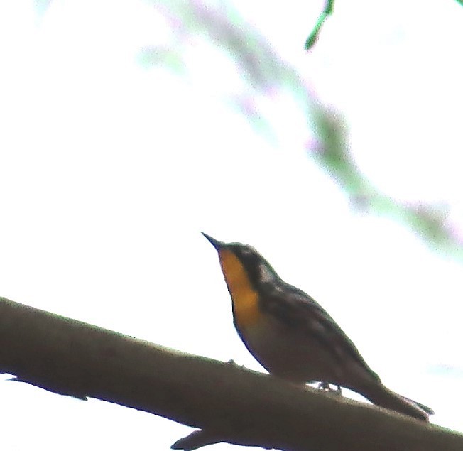 Yellow-throated Warbler - ML324981761