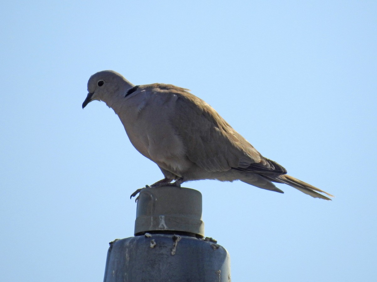 Eurasian Collared-Dove - Gerrie Karczynski