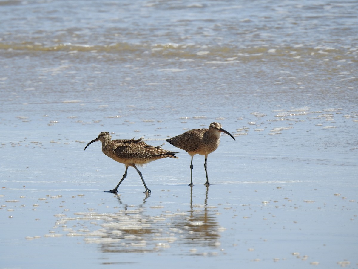 Whimbrel - ML324983561