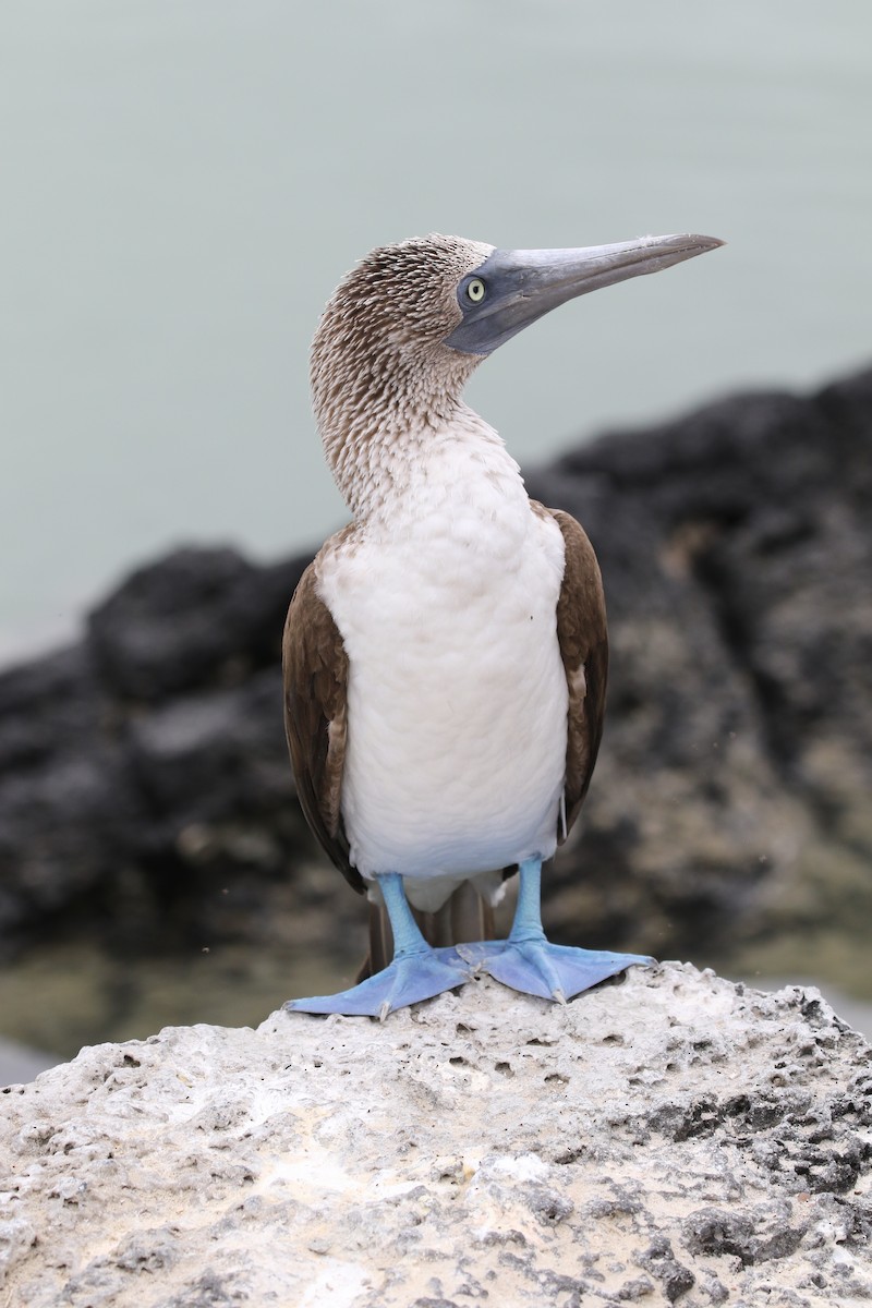 Blue-footed Booby - ML324984971