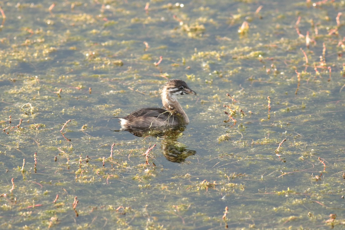 Pied-billed Grebe - Scott Ray