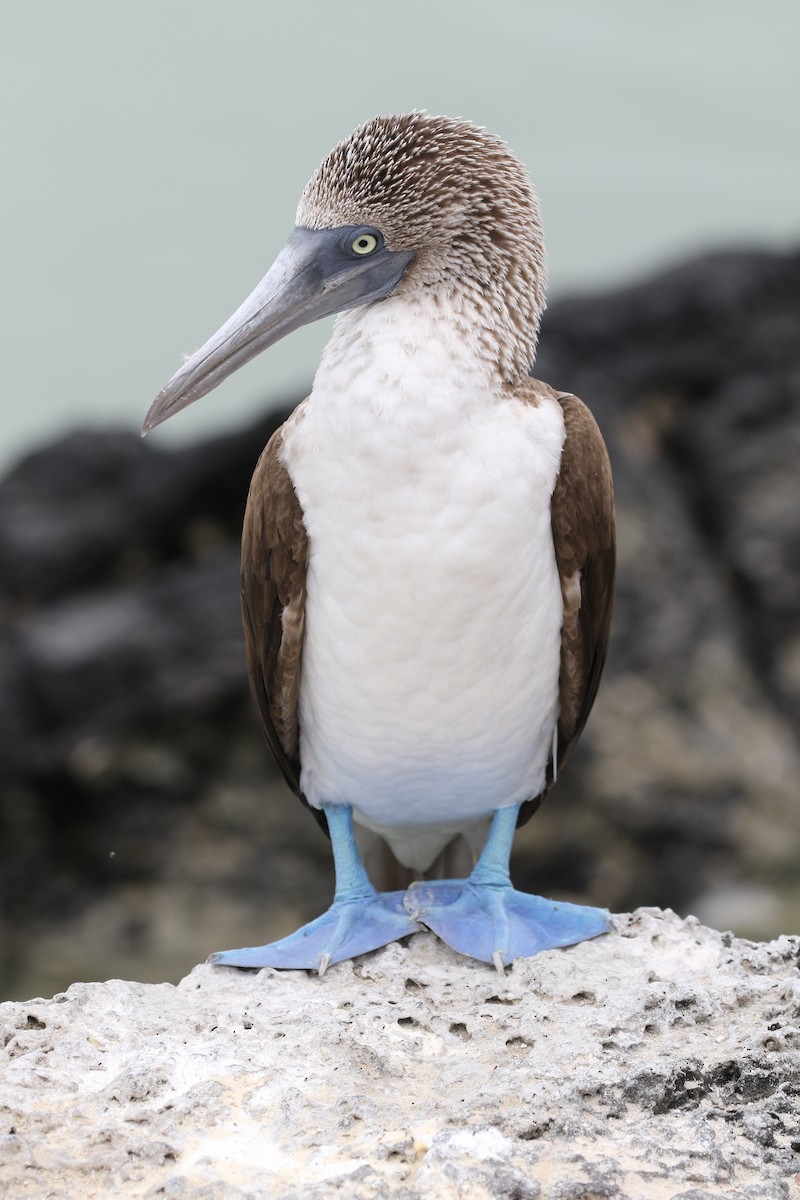 Blue-footed Booby - ML324985221