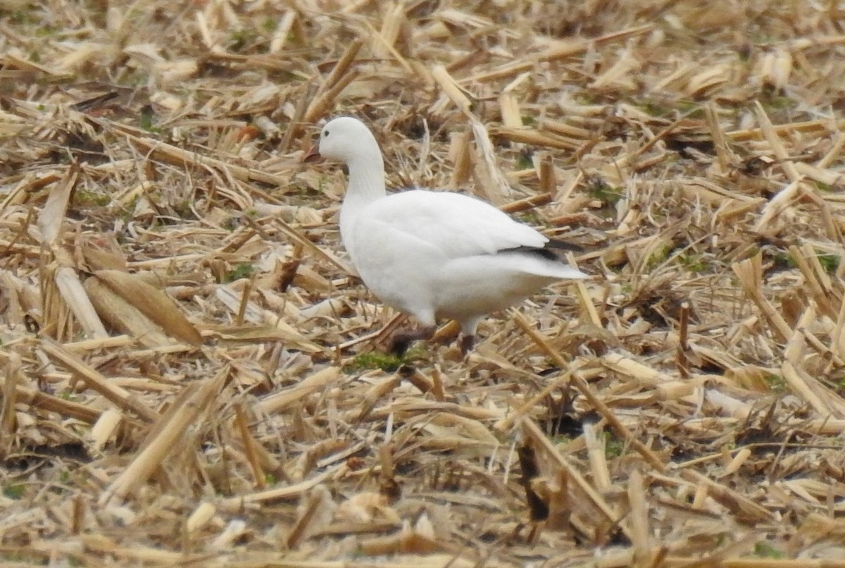 Ross's Goose - ML324985281