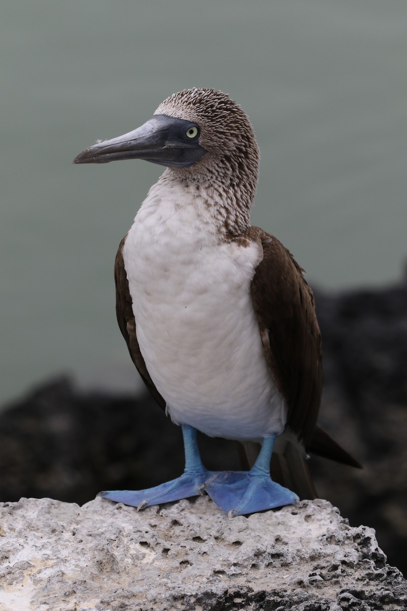 Blue-footed Booby - ML324985411