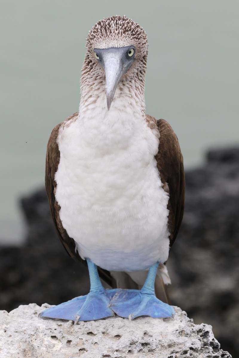 Blue-footed Booby - ML324985571