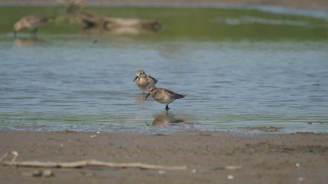 Baird's Sandpiper - ML324986141