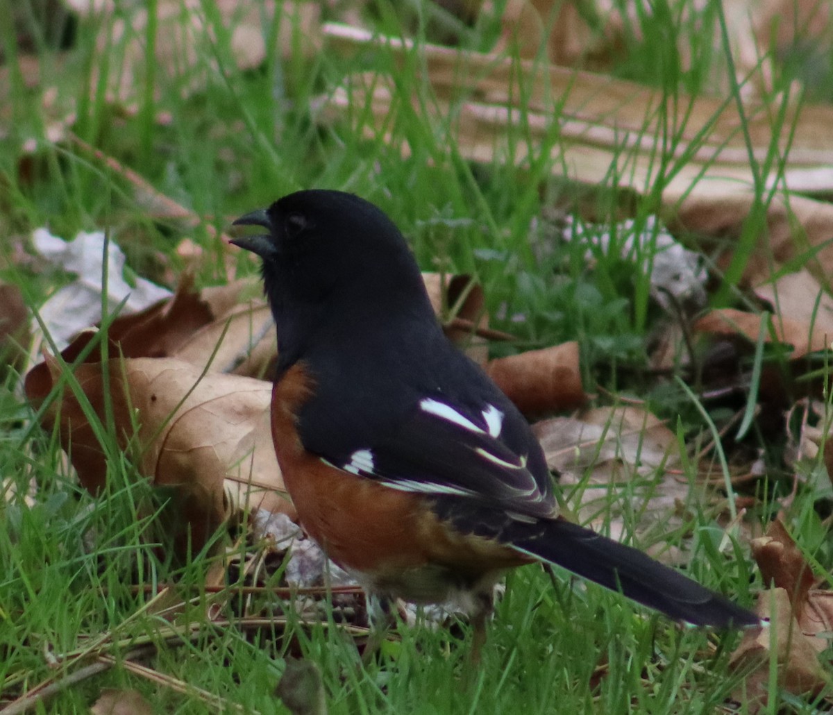 Eastern Towhee - Karia Lanken